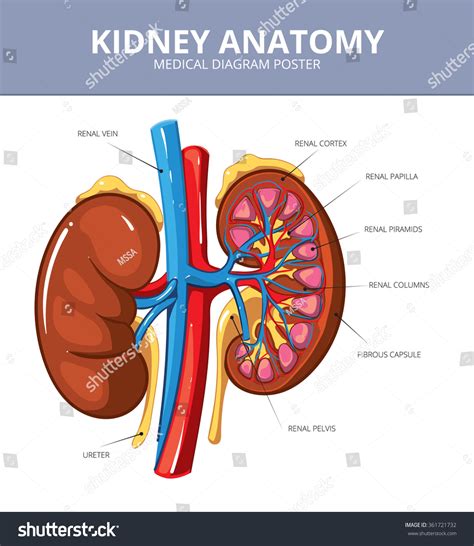 This large blood vessel branches into smaller and smaller blood vessels until the blood. Kidney Medical Diagram Poster Stock Photo 361721732 : Shutterstock