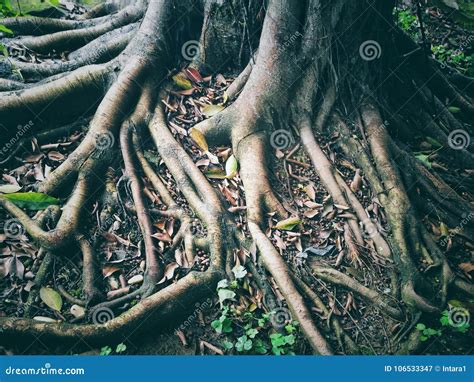 Close Up Of Tree Roots After Raining Stock Image Image Of