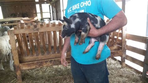 * buying a half pig is the expensive way to do it. How Much Does It Cost To Raise Pigs? - Family Farm Livestock