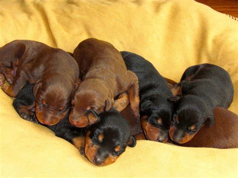 The price of a doberman can. Buy/Sell/Adopt Doberman Puppies In India