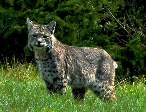 A Beautiful Bobcat As Photographed By Tom Osborne Mendonoma Sightings