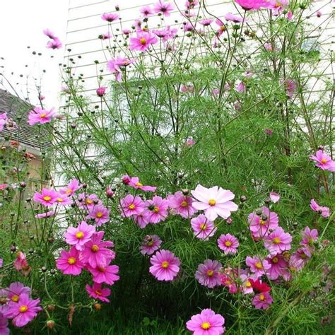 Cosmos Sensation Mix Flower Seeds Easy To Grow Cosmos Flower Etsy