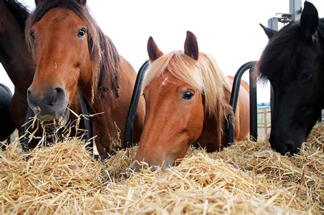 How Much Does A Bale Of Hay Cost For Horses Saving Tips