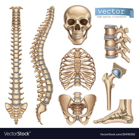 We create free stock vectors which designers can use in commercial projects. Human skeleton structure skull spine rib cage Vector Image