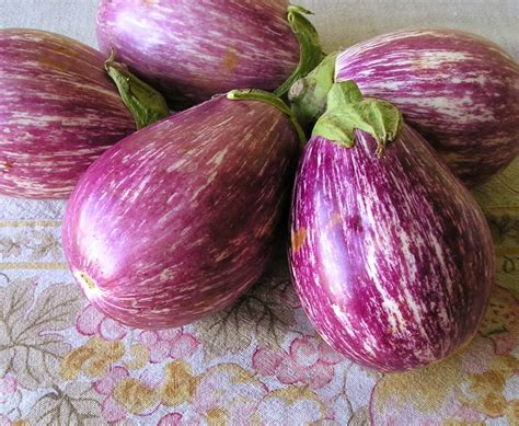 Eggplant Listada Di Gandia Urban Seedling