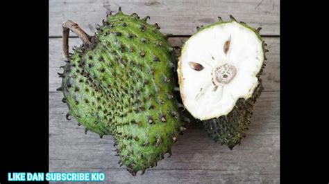 Khasiat dari daun durian belanda yang pertama sangat istimewa yakni bisa digunakan sebagai solusi kanker. Manfaat Dan Kebaikan Durian Belanda - YouTube