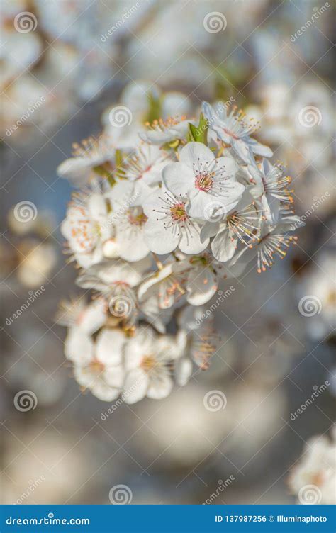 White Springtime Apple Tree Blossoms In Late Afternoon Sun Stock Photo