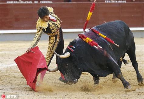 西班牙斗牛士被公牛放倒在地忙抱头新浪图片