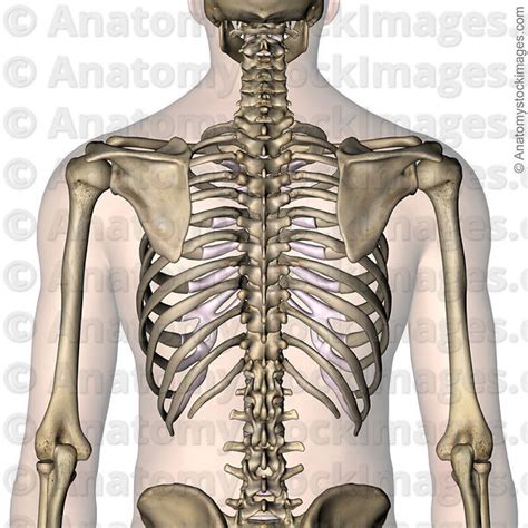 Anatomy Of Ribs The Anatomy Of The Ribs And The Sternum And Their