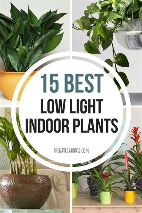 Easy Low Light Indoor Plants Jamesdrakes
