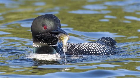 Common Loon photography Workshops Canada — North of 49 Photography
