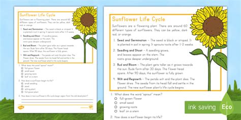 Second Grade Sunflower Life Cycle Reading Passage Comprehension Activity