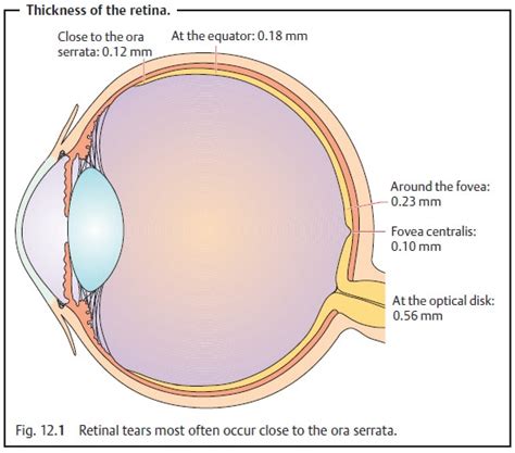 Microscopic Structure Of Retina