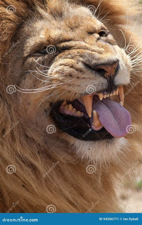 Lion Pulling A Face Funny Animal Expression Meme Image Stock Image
