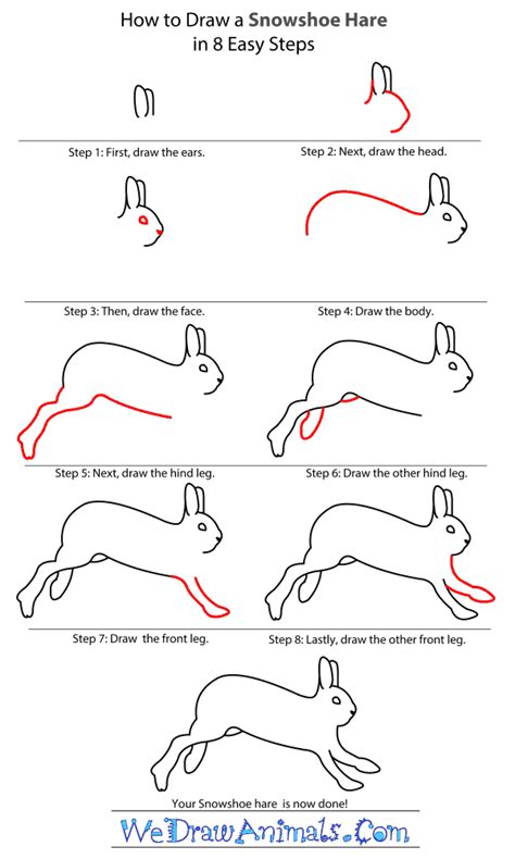 How To Draw A Snowshoe Hare