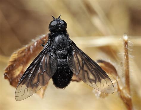 Black Bee Fly Thyridanthrax Atratus Female Photo Inaturalist Photos