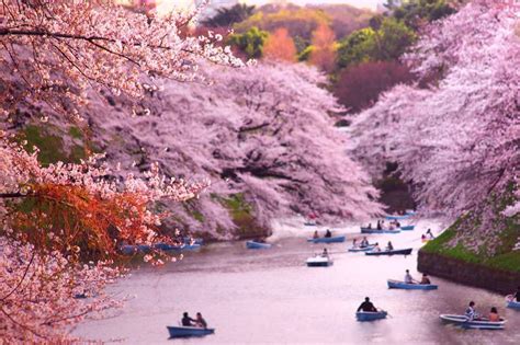 The Best Places To See Cherry Blossoms In Tokyo Genki Mobile Blog