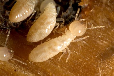 Termite Facts For Kids Termite Information For Students