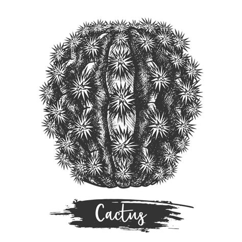 Sketch Of Cactus Or Hand Drawn Desert Plant Stock Vector Illustration