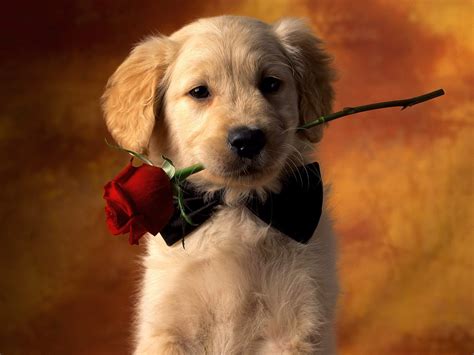 Puppy Love Puppies Wallpaper 9460996 Fanpop