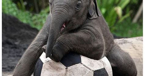 Baby Elephant Playing Football Football Pinterest Big Thing
