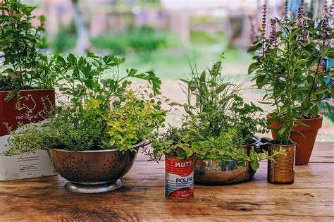 The Ultimate Guide To Growing Herbs In Pots – Mudbrick Herb Cottage
