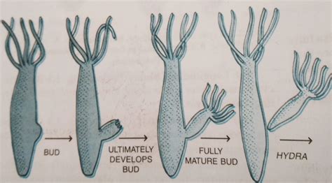 Budding In Hydra Yeast And Spongilla With Diagram Biologysir
