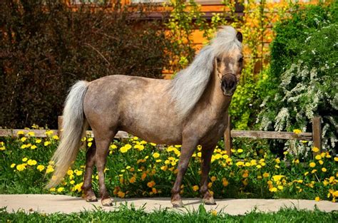 Falabella Miniature Horse Information And Pictures Petguide Petguide