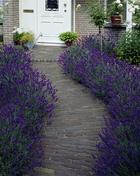 Hidcote Blue English Lavender English Lavender Plant Lavender Garden