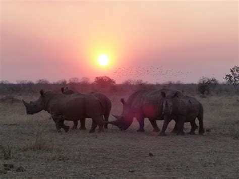 An Awesome Safari Zimbabwe Safaritalk