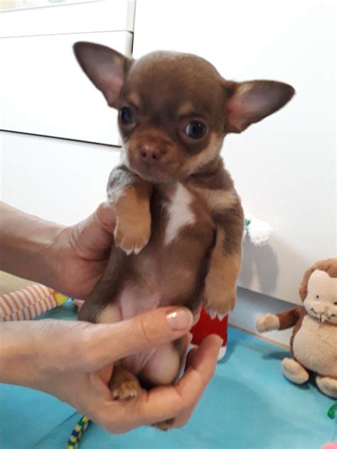 Deer head smooth coat chihuahua. Kc reg. smooth coat, apple head Chihuahua boy | Enfield ...
