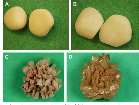 Calcium Oxalate Urolithiasis Vetbloom Blog 47 Off