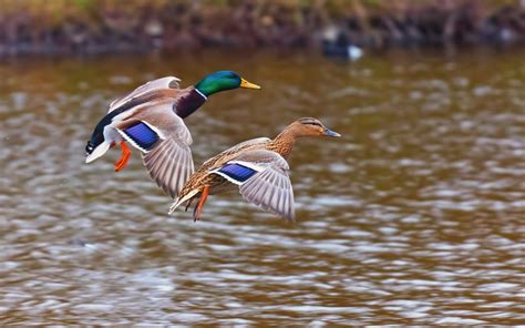 Well tvs, on the other hand, have historically used the vertical to describe resolution (going back to the glass tube days). duck images nature - HD Desktop Wallpapers | 4k HD