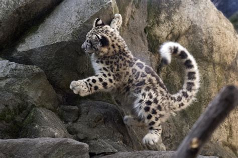 Photos See It Snow Leopard Cub Makes Debut At Bronx Zoo Pix11