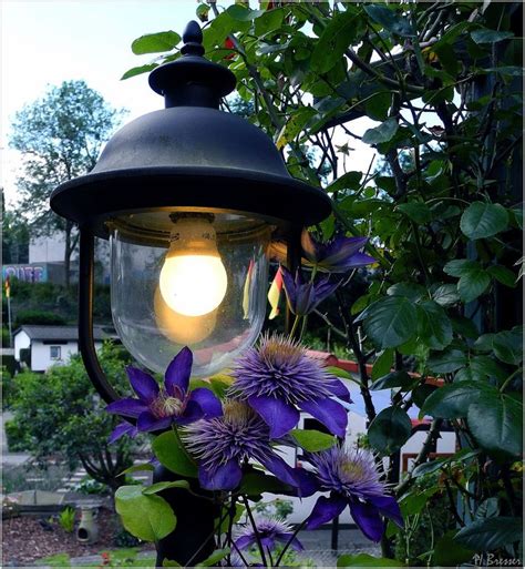 We did not find results for: Clematis | Street lamp post, Clematis, Street lamp