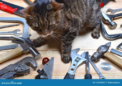 Set Of Tools And Cat Stock Image Image Of Hand Knife 110742557