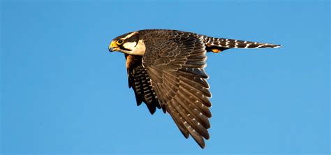 Aplomado Falcon - Banded Aplomado Falcons