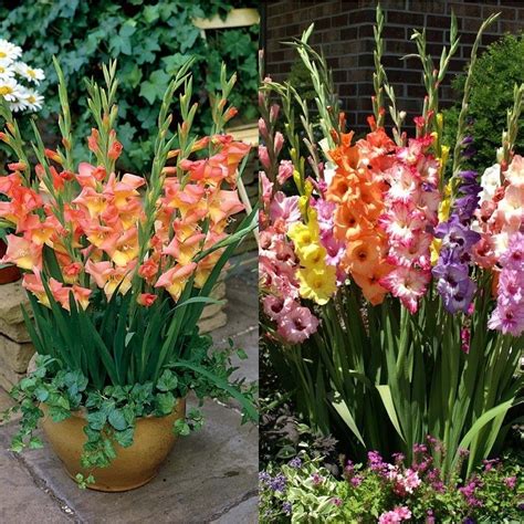 Die flache seite der blumenzwiebel kommt nach unten. Gladiolen auf dem Land: Reproduktion, Pflege, Beschreibung ...