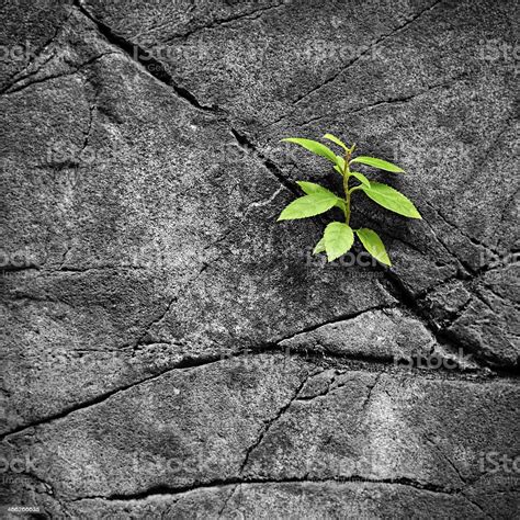Living stones are also known as mesembs, stone plants or pebble plants that are from the aizoaceae plant family. Small Plant Growth In The Rocks Stock Photo - Download ...