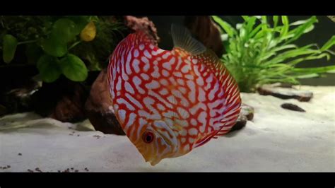 Pigeon Red Map Discus Youtube
