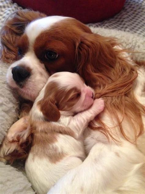 Beautiful New Litter Has Arrived Robbies Cavaliers King Charles