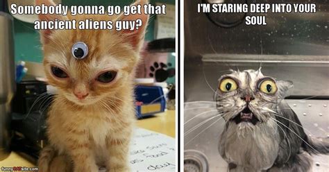 Stare Cat Meme
