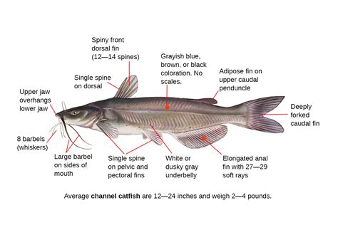 Channel Catfish Fishing Guide How To Catch A Channel Catfish