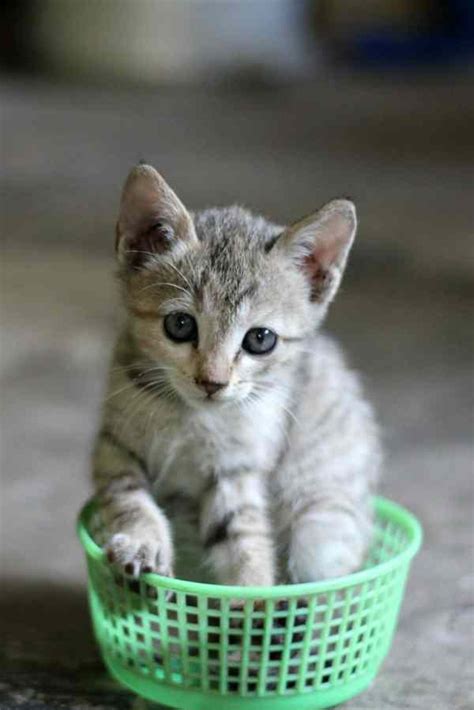 We did not find results for: Kucing Archives - Binatang Peliharaan