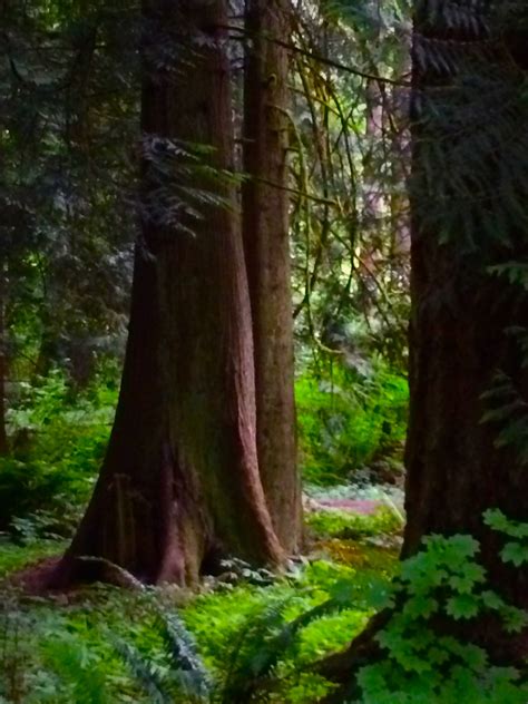 Cedar Tree Oregon Forest Conifer Pacific Northwest Iphone Image By