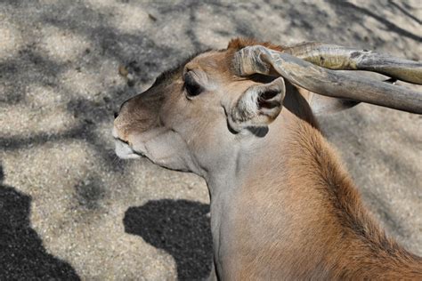 Free Picture Animal Antelope Big Horn Brown Cute Daylight Desert