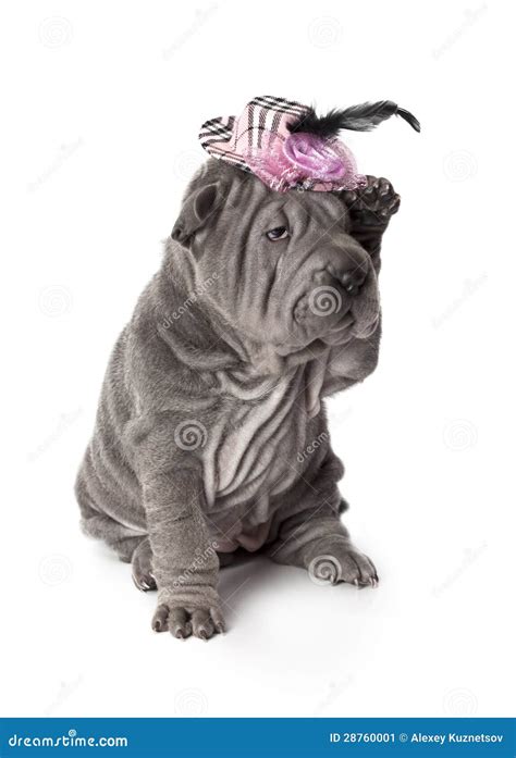 Portrait Of Funny Sharpei Puppy Dog Stock Image Image Of Small Grey