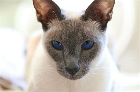 Cat names generator for your lovely cat. 17 Best images about Lilac Point Siamese Cats on Pinterest ...