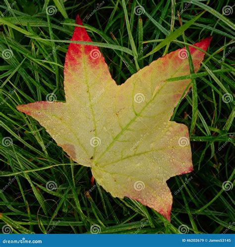 Sweet Gum Leaf Stock Image Image Of Styraciflua Autumn 46202679