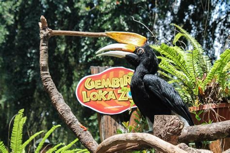 Maybe you would like to learn more about one of these? Harga Tiket Masuk Gembira Loka Zoo Maret 2021 | Wisatakaka